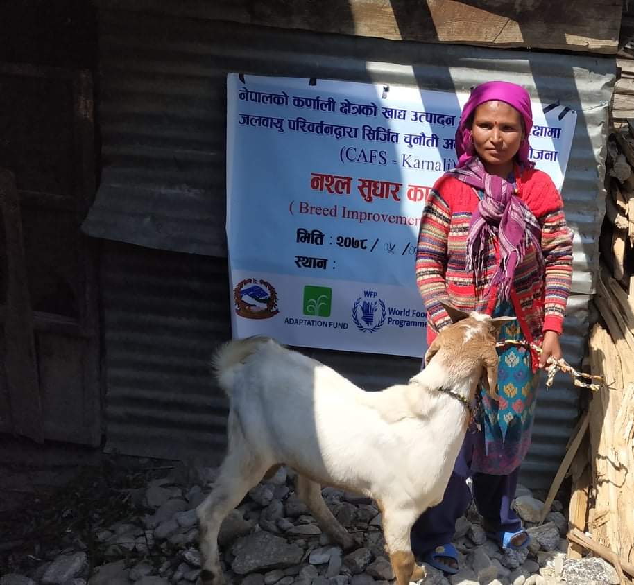 तिला र तातोपानीका किसानलाई उन्नत जातको भेडाको थुमा तथा बोका बितरण