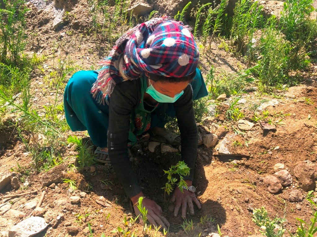 जुम्लामा १० हेक्टर क्षेत्रमा समुदायमा आधारित वृक्षारोपण कार्यक्रम