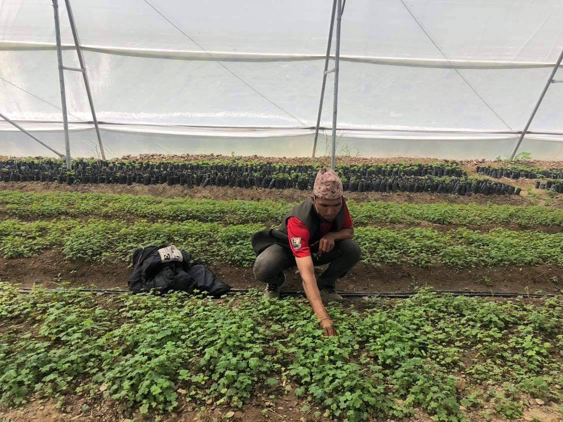 जुम्लामा वहुउपयोगी नर्सरी