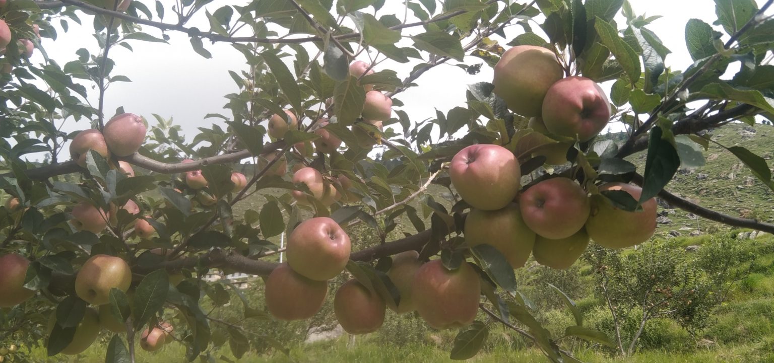 काँचो स्याउ बजारमा, पहिचान गुम्ने खतरा
