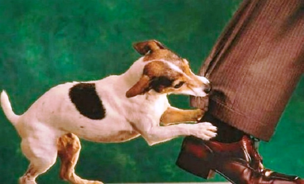 बाैलाह कुकुरले टाेक्दा नाैं जना घाइते