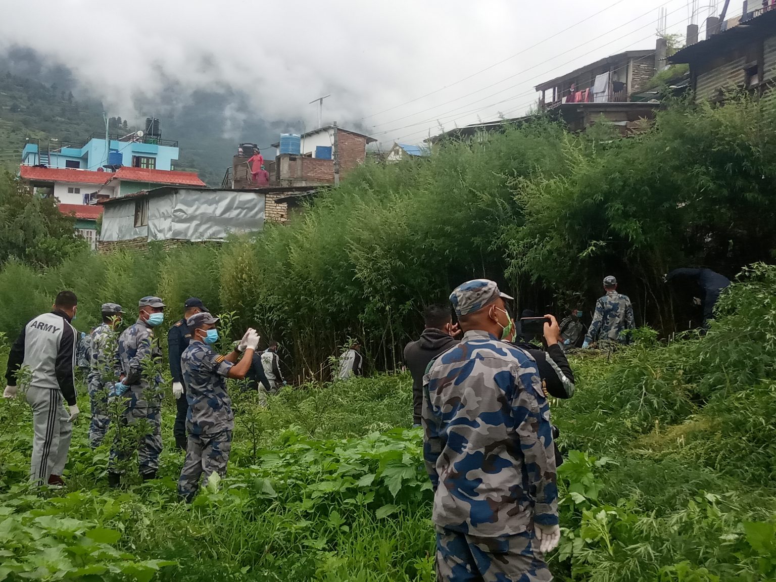 तीन बिगा क्षेत्रफलमा उम्रिएको गाँजा नष्ट
