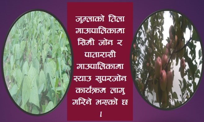 तिलामा सिमी जोन,पातारासी, गुठिचौरमा स्याउ सुपरजोन