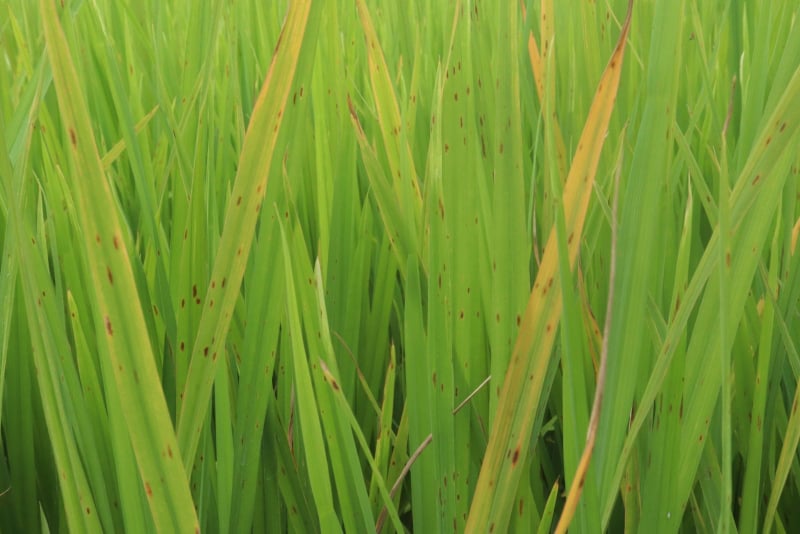 धानमा खैरो थोप्ले रोग