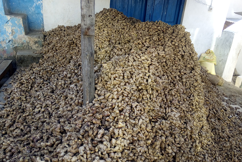 सल्यानबाट ३६ करोड ५३ लाख रुपैयाँको अदुवा निकासी