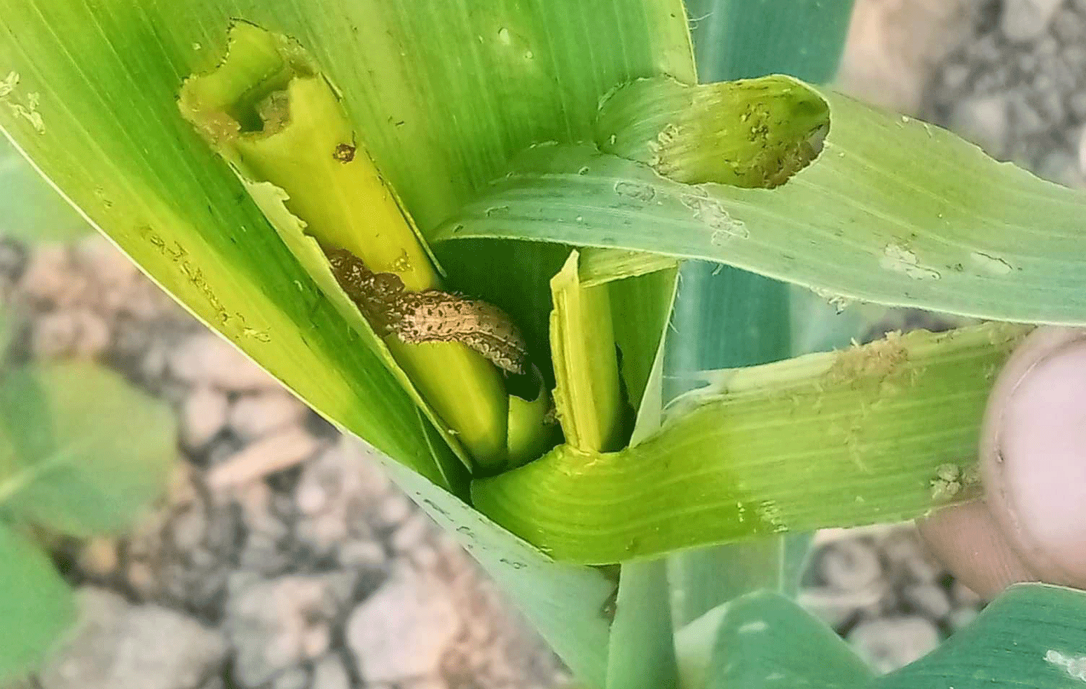 जाजरकोट : नार्ककै मकैको बिउमा घोगा नलागेपछि किसान मर्कामा