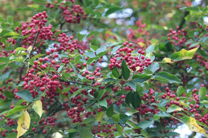 सल्यानबाट २३ लाख किलोग्राम जडीबुटी निकासी