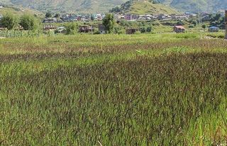 कालीमार्सी धान, जुम्लाको सान