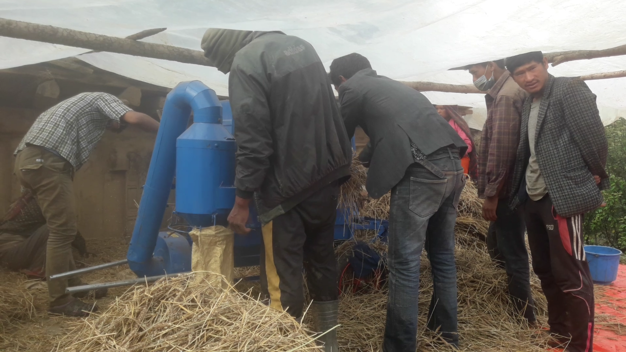 कृषि विकास कार्यालय जुम्ला द्धरा अनुदानमा थ्रेसरमेसिन पाउदा गैहु ,जौ चुट्न सहज