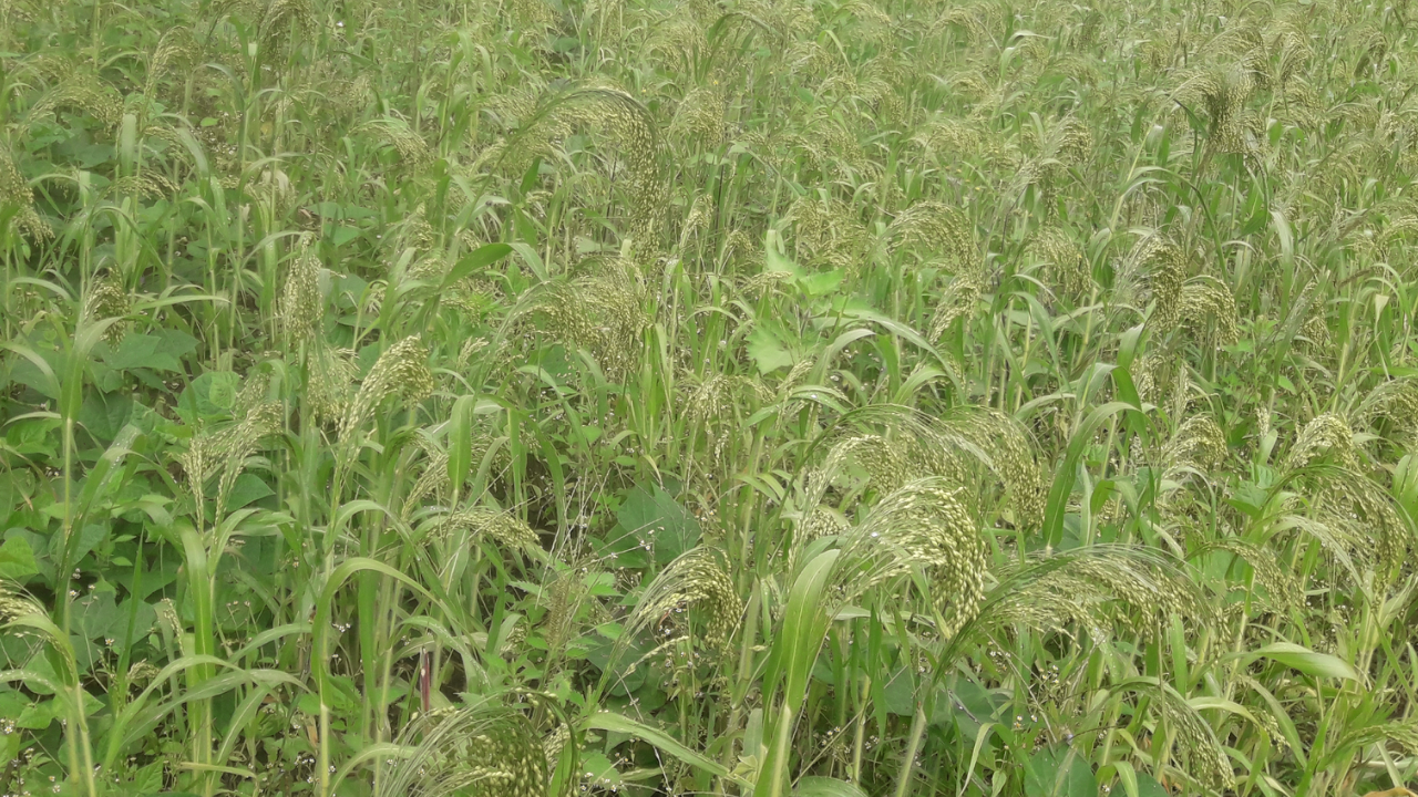 तिला ६ रिपीमा रैथाने वाली काट्न चटारो