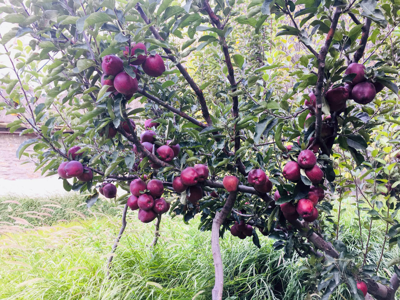 जुम्लामा उत्पादन भएको जुम्ली स्याउको माग उच्च