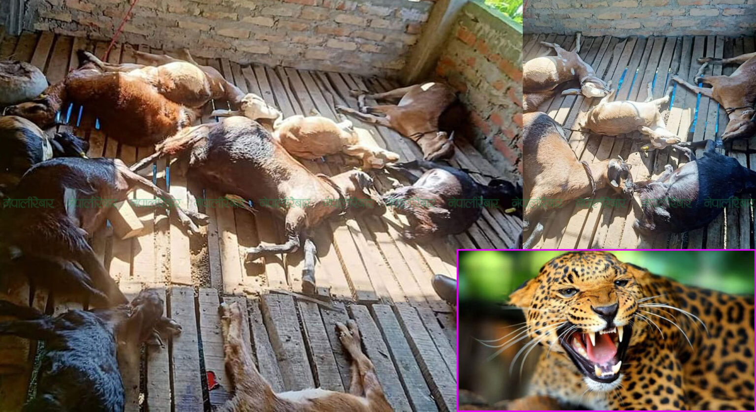 एउटै चितुवाले २२ खसी बाख्रा खाइदिएपछि…