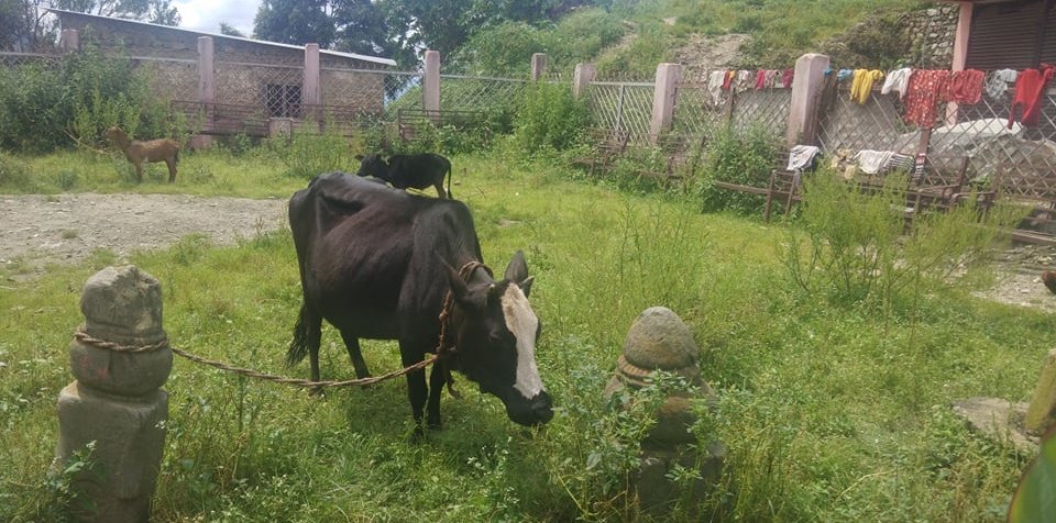 नेपाली भाषाको पहिलो शिलालेख गाई, गोरु र बाख्रा बाँध्ने थलो बन्यो