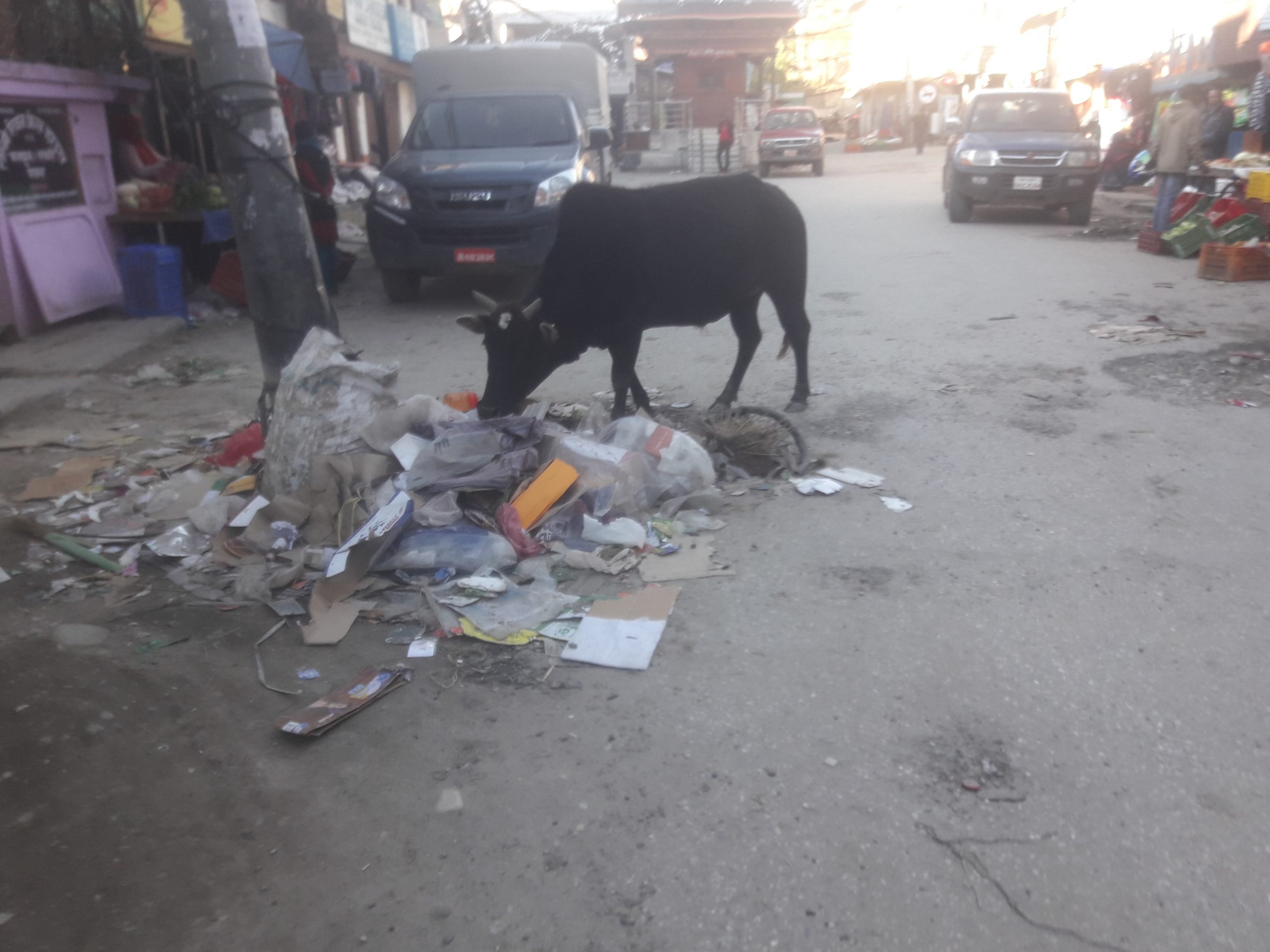 बजारमा पशु चैपाया छाडा, दुर्घटना हुनसक्ने सम्भावना