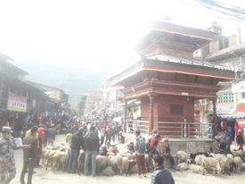 आज जुम्लामा भेडा,खसी,भैसी ४ करोड ८७ लाख ९३ हजार ५ सयकोे कारोबार गरियो