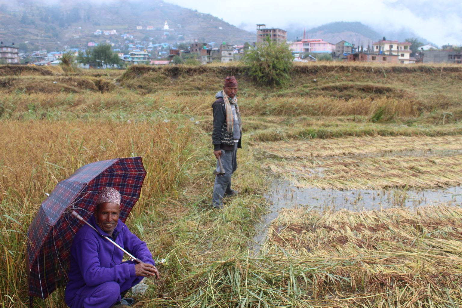 जुम्लाको एक नगरपालिका सहित सात गाउँपालीकामा क्षेती, काली मार्सी धानको विउको अभाव हुने सम्भावना