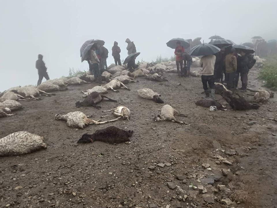 जुम्लाको बागजाले  पाटनमा परेको चट्याङमा परी ८० भेडा मरे ३०० हराए